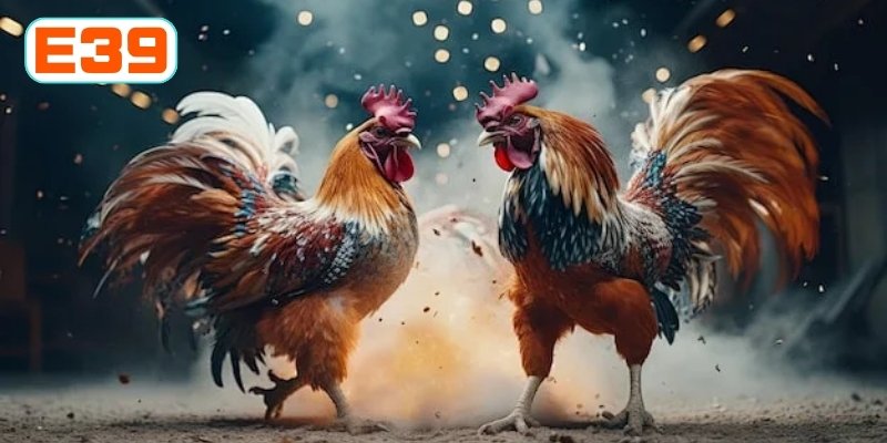 Khái quát những yếu tố trong trận cựa sắt Khái quát những yếu tố trong trận cựa sắt